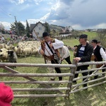 Mieszanie owiec u bacy Piotra Kohuta w Koniakowie