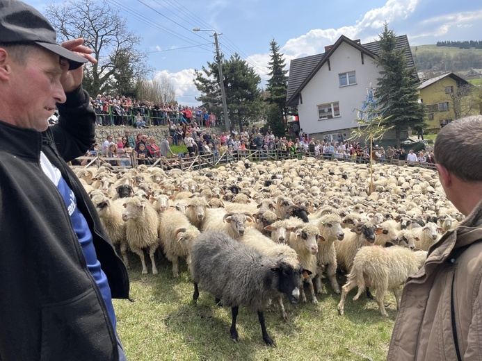 Mieszanie owiec u bacy Piotra Kohuta w Koniakowie