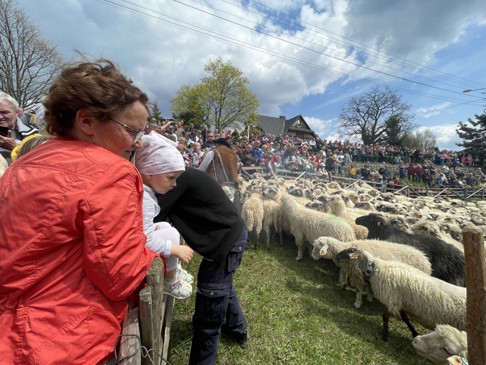 Mieszanie owiec u bacy Piotra Kohuta w Koniakowie