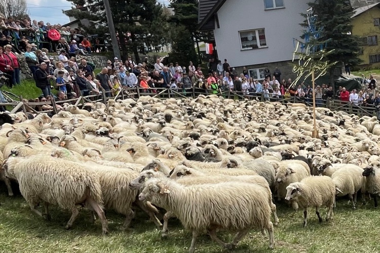 Mieszanie owiec u bacy Piotra Kohuta w Koniakowie