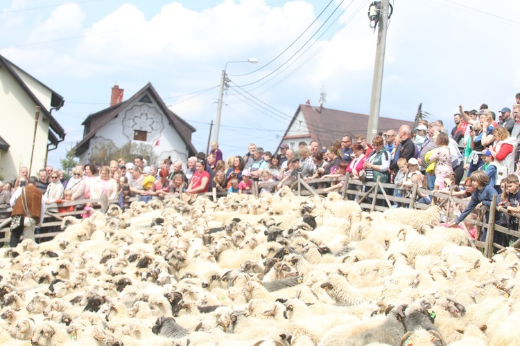 Mieszanie owiec u bacy Piotra Kohuta w Koniakowie