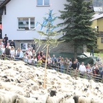 Mieszanie owiec u bacy Piotra Kohuta w Koniakowie