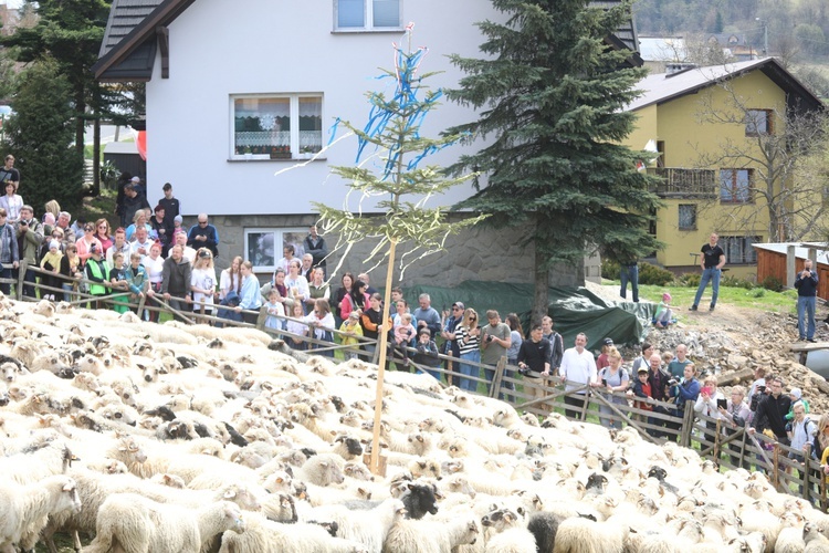 Mieszanie owiec u bacy Piotra Kohuta w Koniakowie