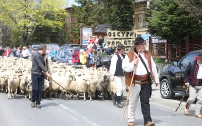 Mieszanie owiec u bacy Piotra Kohuta w Koniakowie