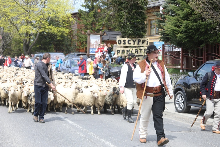 Mieszanie owiec u bacy Piotra Kohuta w Koniakowie