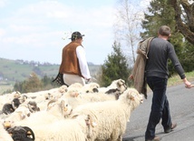 Owce za pasterzem dotarły na Ochodzitą.