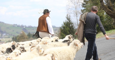 Owce za pasterzem dotarły na Ochodzitą.