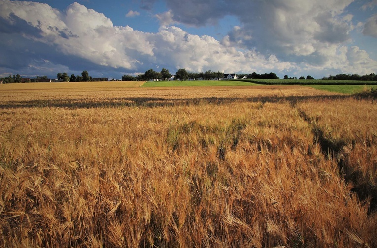 Wywołany przez Rosję głód może przynieść więcej ofiar niż wojna na Ukrainie