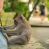 Małpia ospa jest już w 24 krajach, ponad 400 potwierdzonych przypadków