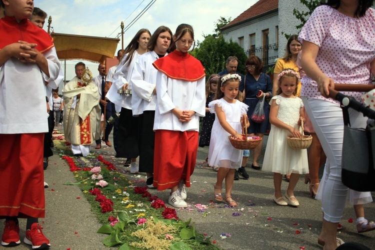 Procesja Bożego Ciała po kwietnych dywanach w Kluczu