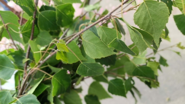 Procesja Bożego Ciała w Brzeziej Łące