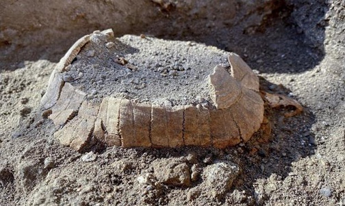 Pompeje. Żółw, który nie zdążył złożyć jaja