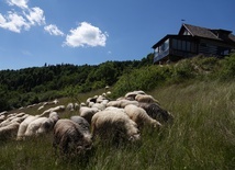 Ochotnica Górna. 700 owiec pod Gazdówką Wojtyłową