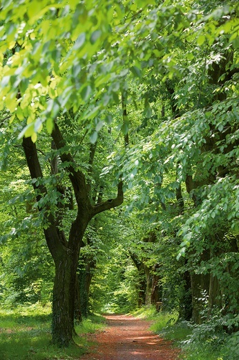 Ścieżka Zajęcza przy pałacu w Łubowicach – ulubione miejsce spacerów Eichendorffa.