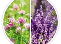 Zapach, smak i zdrowie