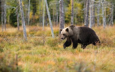Tatrzański PN: W razie spotkania niedźwiedzia spokojnie się oddal