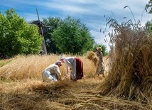 Żniwa w skansenie.