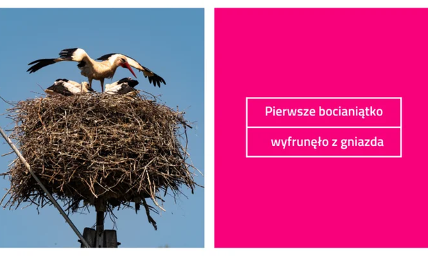 Pierwsze bocianiątko wyfrunęło z gniazda TAURONA