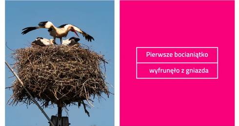 Pierwsze bocianiątko wyfrunęło z gniazda TAURONA