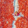 Dziewczynka na polu pełnym suszonych w słońcu  pomidorów.
2.08.2022  Diyarbakir, Turcja
