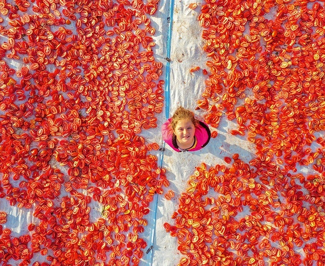 Dziewczynka na polu pełnym suszonych w słońcu  pomidorów.
2.08.2022  Diyarbakir, Turcja
