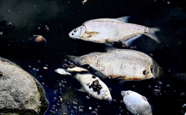 Wojewoda zachodniopomorski: pierwsze śnięte ryby w granicach Szczecina
