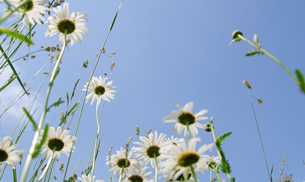 W świetle jest życie