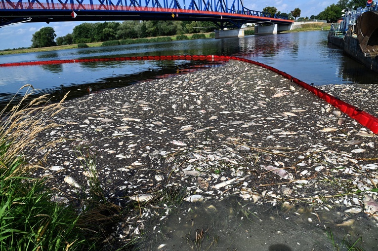 Niemcy. Media: toksyczne algi mogły przyczynić się do wyginięcia ryb w Odrze