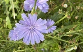Pokora