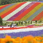 Łąki jak malowane, czyli ogród kwiatowy Shikisai-no-oka.
30.08.2022 Hokkaido, Japonia