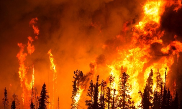 Tegoroczne pożary lasów przyniosły już ponad 43 mln zł strat