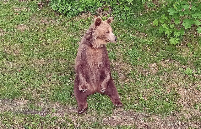 ▲	Samica z wrocławskiego zoo zostanie objęta opieką finansową.