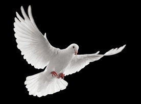 Pokój to nie spokój. Pokój Chrystusowy nie oznacza zgody na bierność i krzywdzenie ludzi