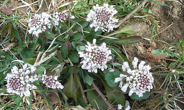 Tobołek alpejski