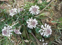 Tobołek alpejski