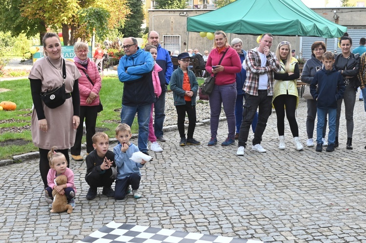 Sadzenie żonkili w dzierżoniowskim ZOL-u