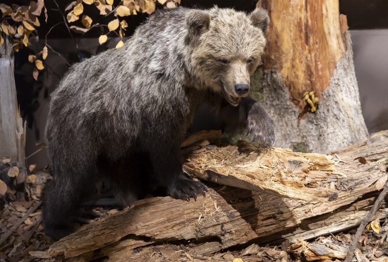 Roztoczański Park Narodowy