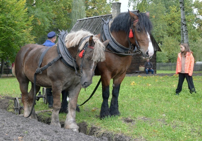 Festiwal Ziemniaka w Muzeum Wsi Radomskiej