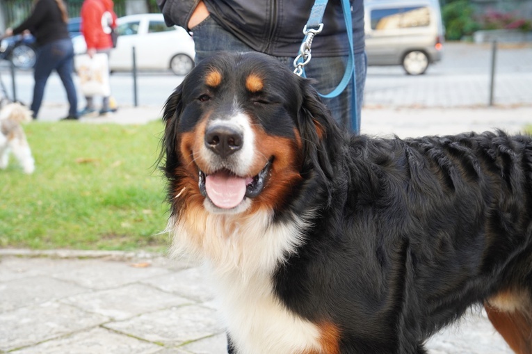 Błogosławieństwo zwierząt w dzień św. Franciszka z Asyżu