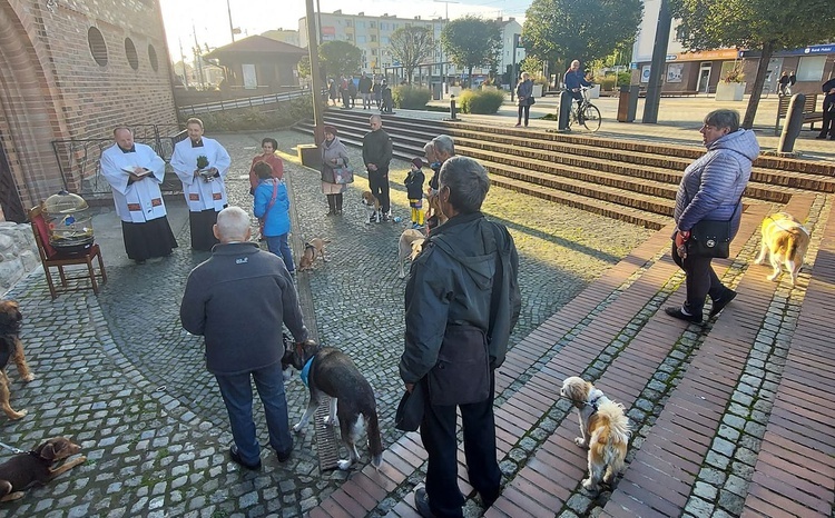 Błogosławieństwo zwierząt przy katedrze