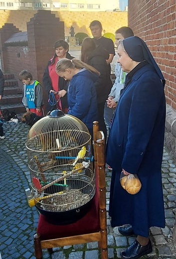 Błogosławieństwo zwierząt przy katedrze