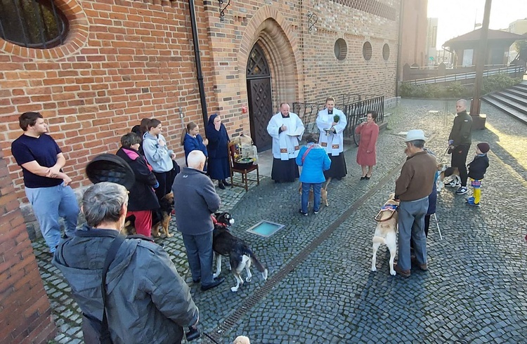 Błogosławieństwo zwierząt przy katedrze