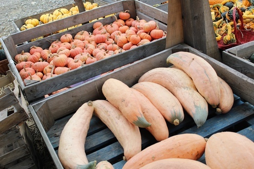 Z wizytą na farmach dyniowych