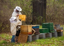 Siemianowice Śląskie. Szkolenia dla przyszłych pszczelarzy 