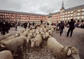 Ponad 1000 owiec przechodzi przez centrum Madrytu na coroczne wydarzenie znane jako La Fiesta 
de la Trashumancia (Festiwal Transhumancji).
23.10.2022  Madryt, Hiszpania