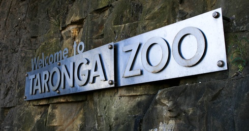 Pięć lwów wydostało się na kilka godzin z wybiegu w zoo w Sydney