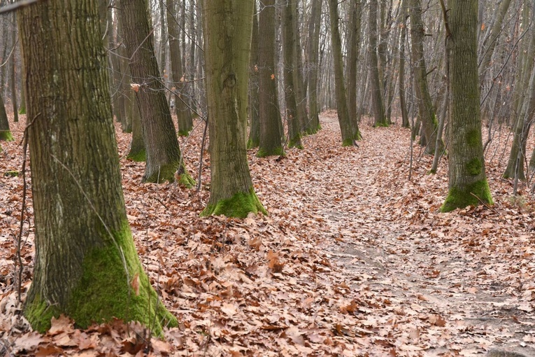 Z Brzeska do Wokowic