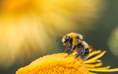 Opryski zmieniają sposób, w jaki trzmiele i pszczoły "widzą" kwiaty