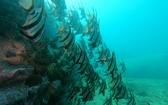Australia - galeria
