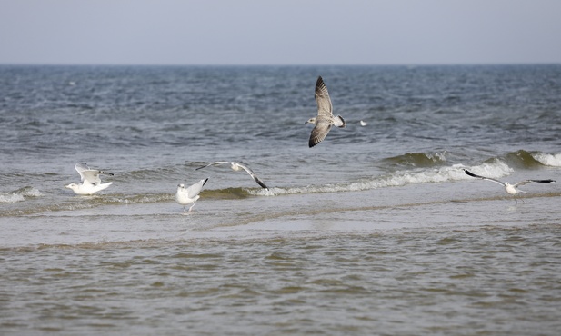 Szkielet na plaży w Gaecie